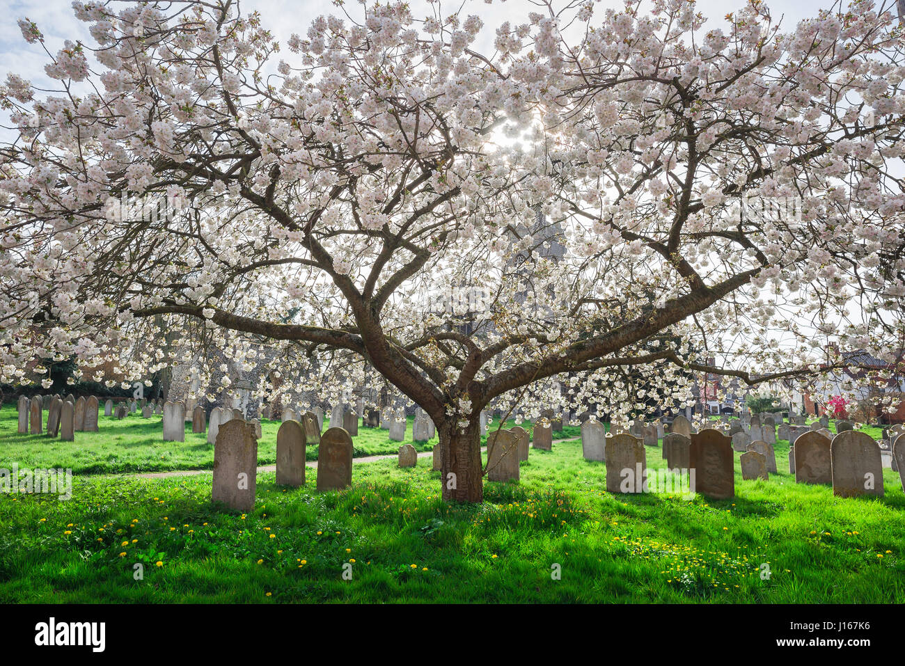 Fiore di primavera, vista di un albero di ciliegio nel Churchyard di St Mary nella città di Bungay Suffolk che mostra una fitta crescita di fioritura primaverile, Inghilterra, Regno Unito Foto Stock