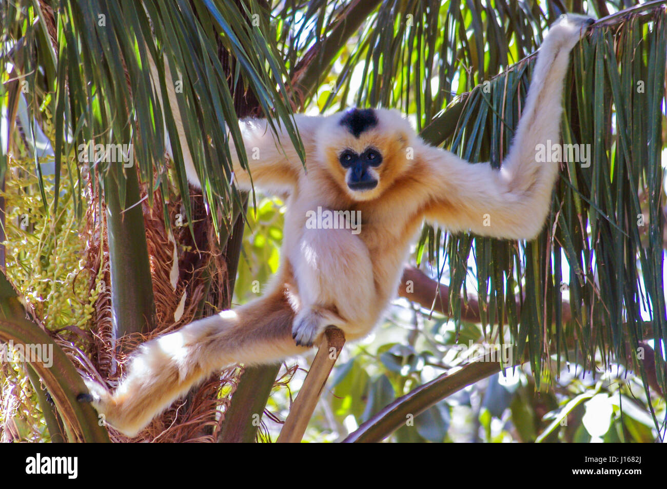 White Cheeked Gibbon sono minacciate in modo selvaggio animale in cattività sono critici per la sopravvivenza della specie Foto Stock