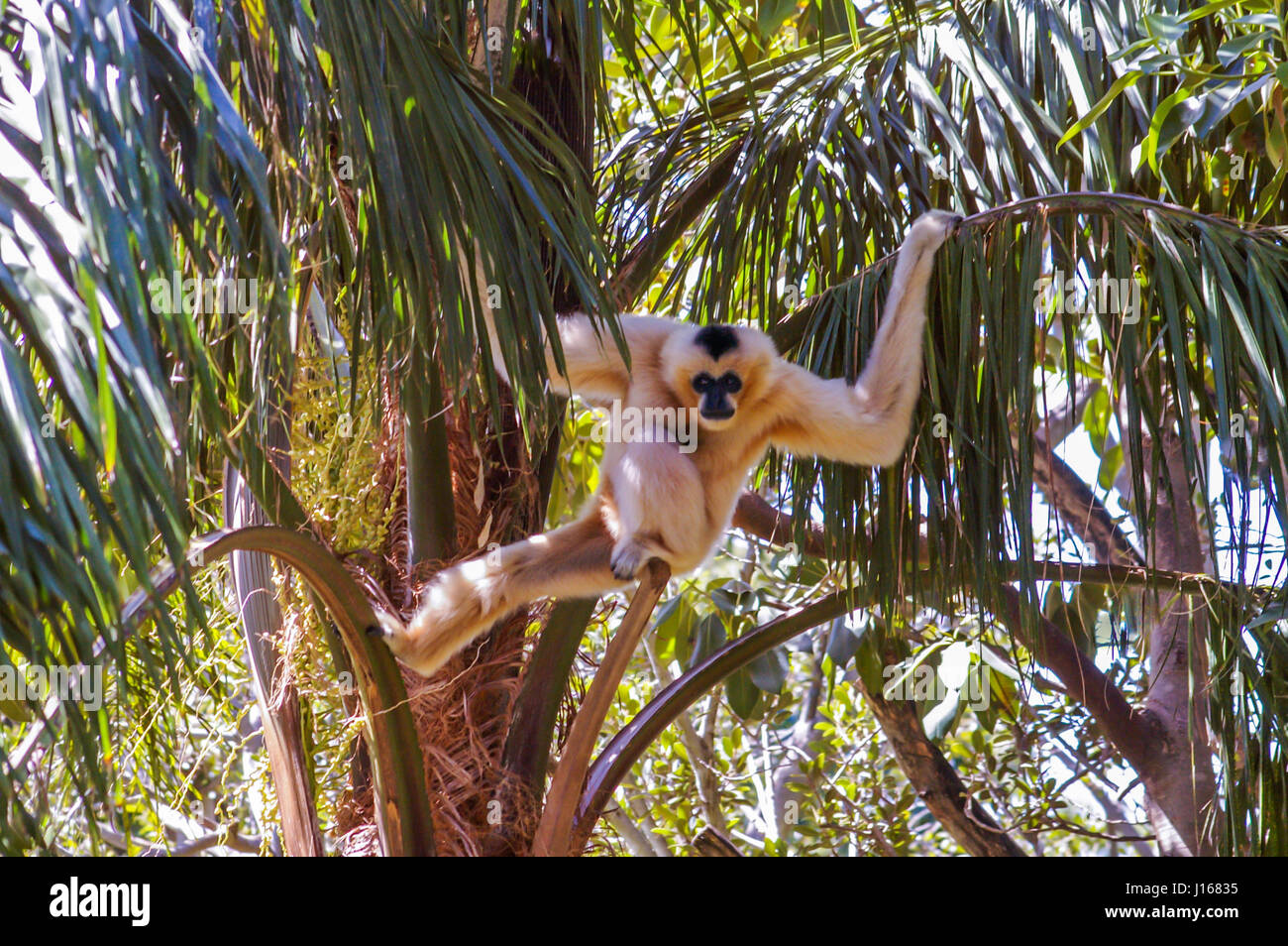 White Cheeked Gibbon iare in via di estinzione in modo selvaggio animale in cattività sono critici per la sopravvivenza della specie Foto Stock