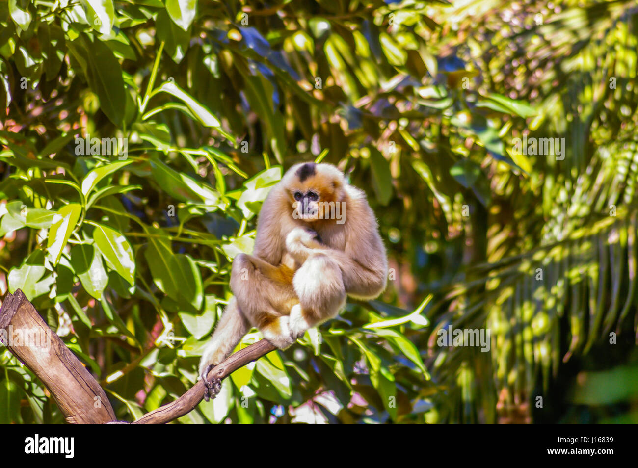 White Cheeked Gibbon sono minacciate in modo selvaggio animale in cattività sono critici per la sopravvivenza della specie Foto Stock