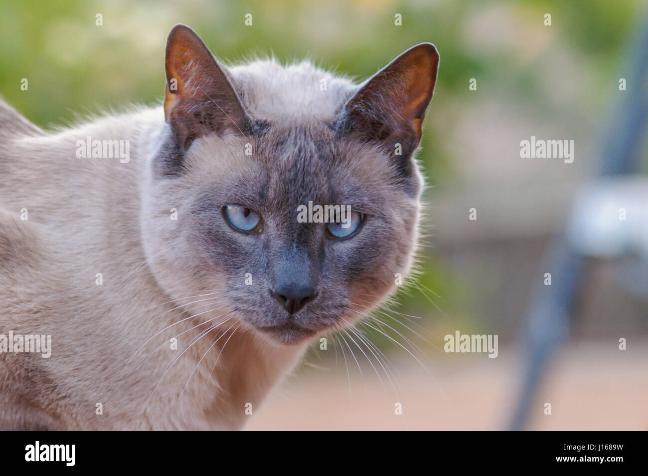 Gatto siamese gatto in chiusura del viso è guardare nel la lente Foto Stock