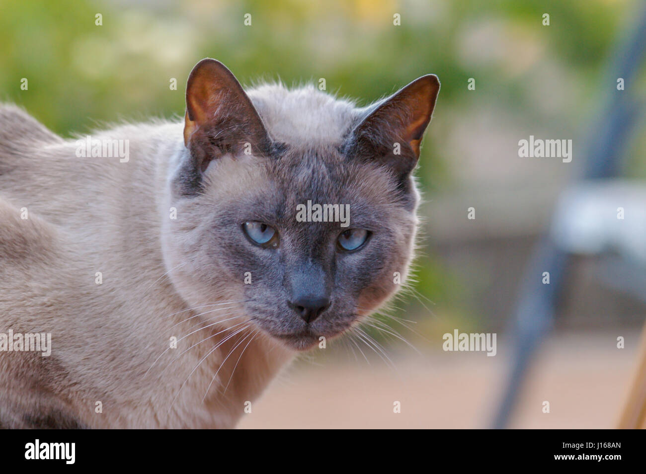 Gatto Siamese Gatto In Chiusura Del Viso è Guardare Nel La Lente