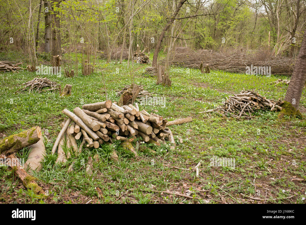 Cedui hazel alberi in un bosco inglese in primavera. Oxfordshire, Regno Unito Foto Stock