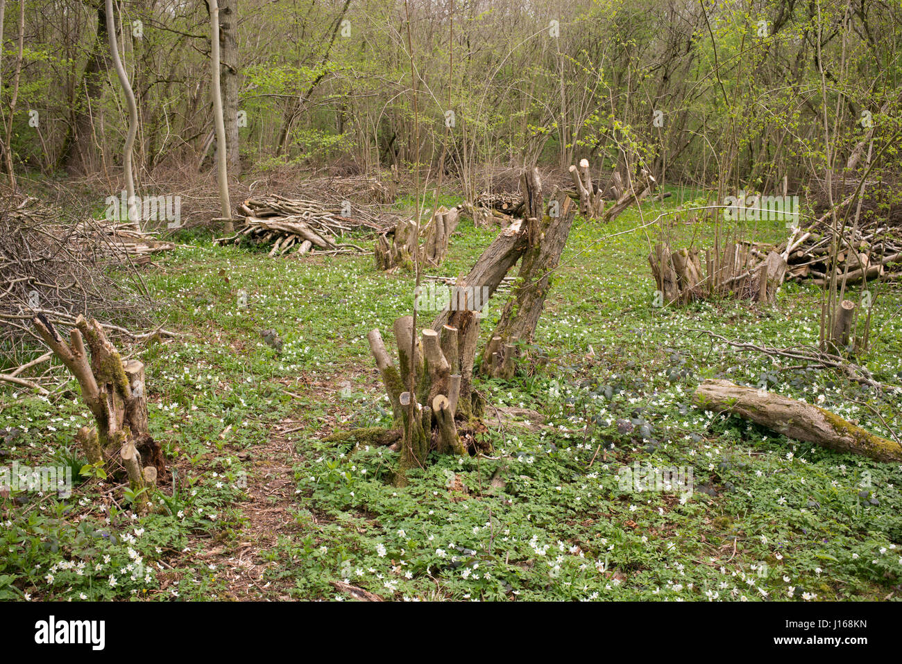Cedui hazel alberi in un bosco inglese in primavera. Oxfordshire, Regno Unito Foto Stock