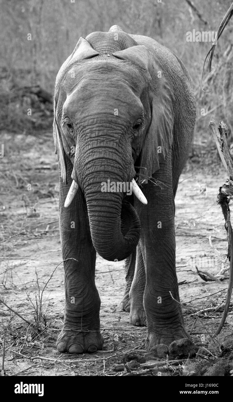 Elefante africano nel suo habitat naturale di mangiare la corteccia da albero Foto Stock