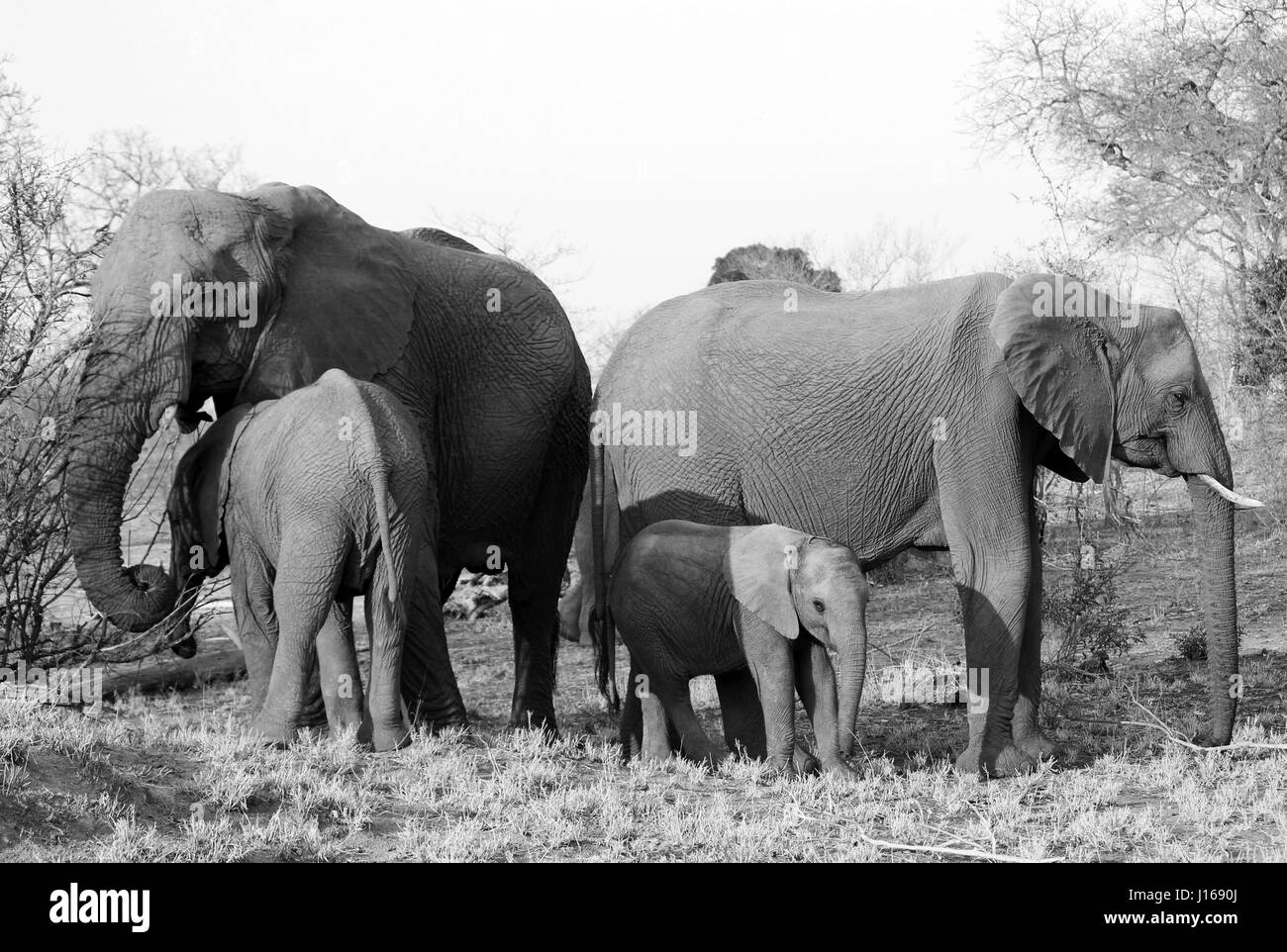 Famiglia di elefante con vitello rivolta verso la telecamera Foto Stock
