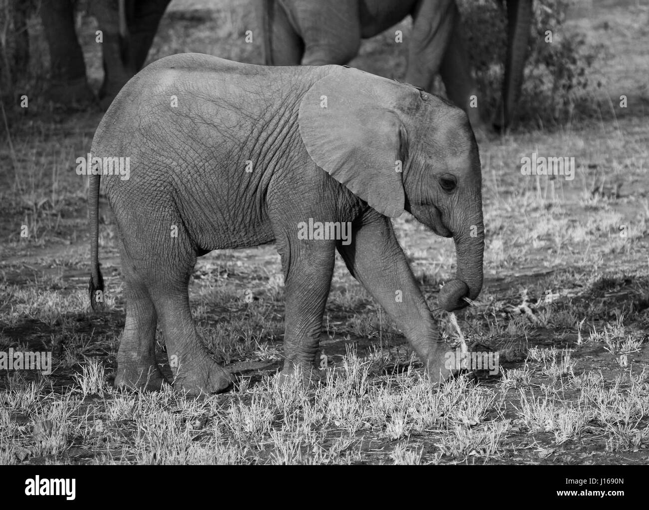 Baby Elephant prendendo corteccia dal ramo di piccole dimensioni Foto Stock