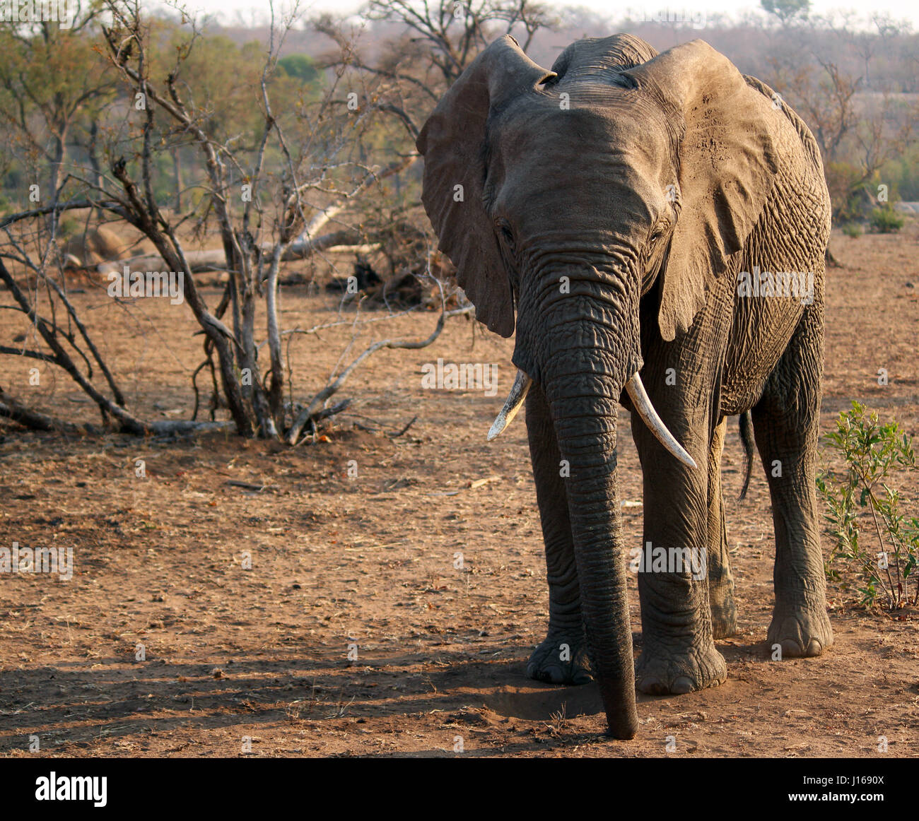 Elefante africano nel suo habitat naturale Foto Stock