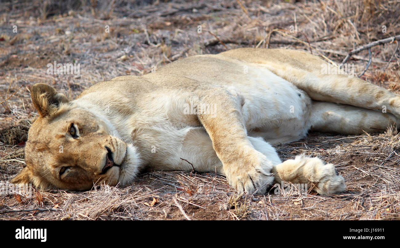 Leonessa a riposo in South African Sun Foto Stock