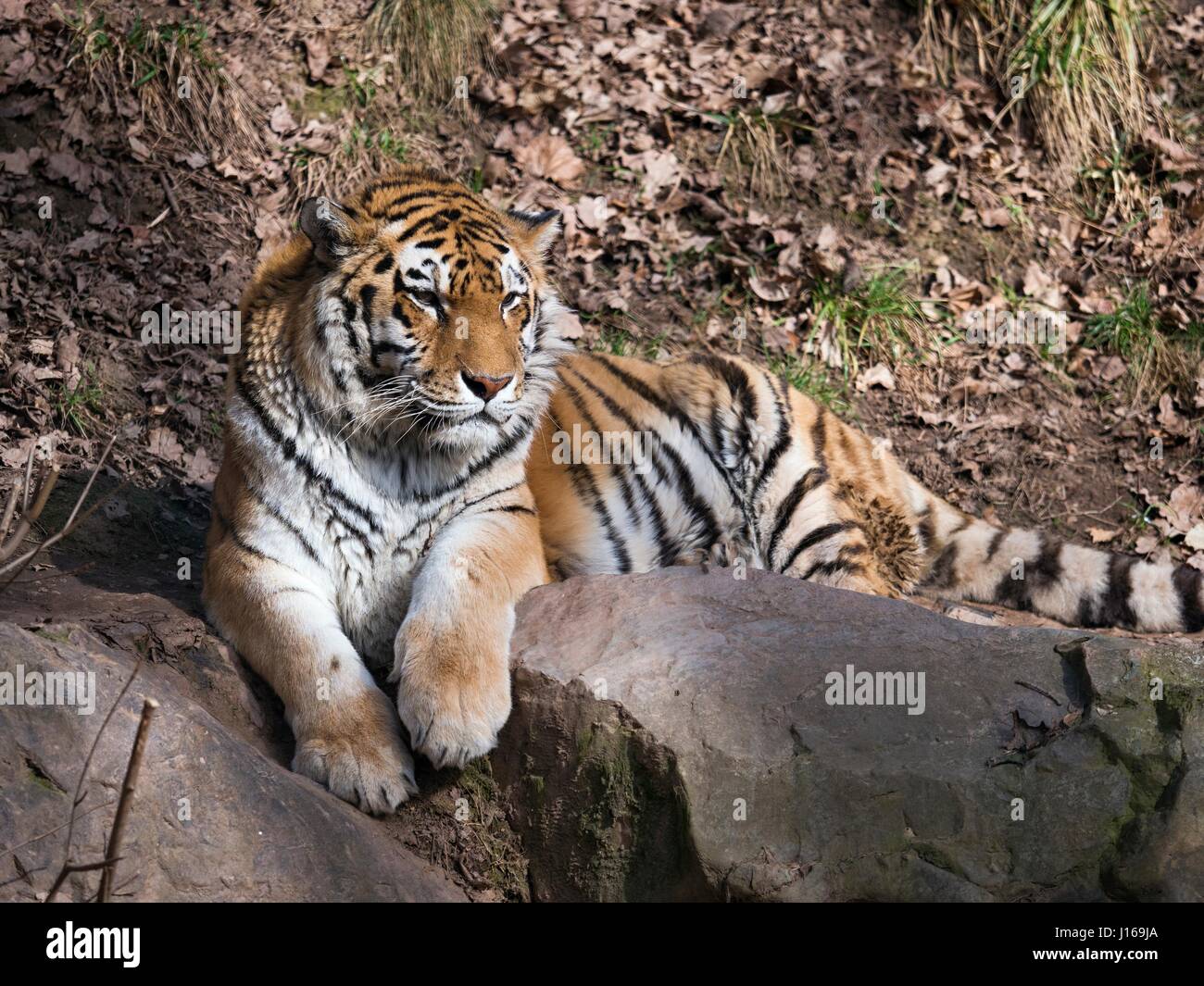 Tiger siberiano, pietra Foto Stock