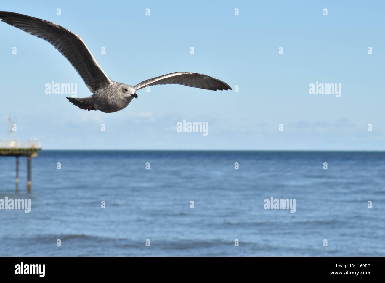 Giovani aringhe gabbiano (Larus argentatus) volare su ali outstreched Foto Stock