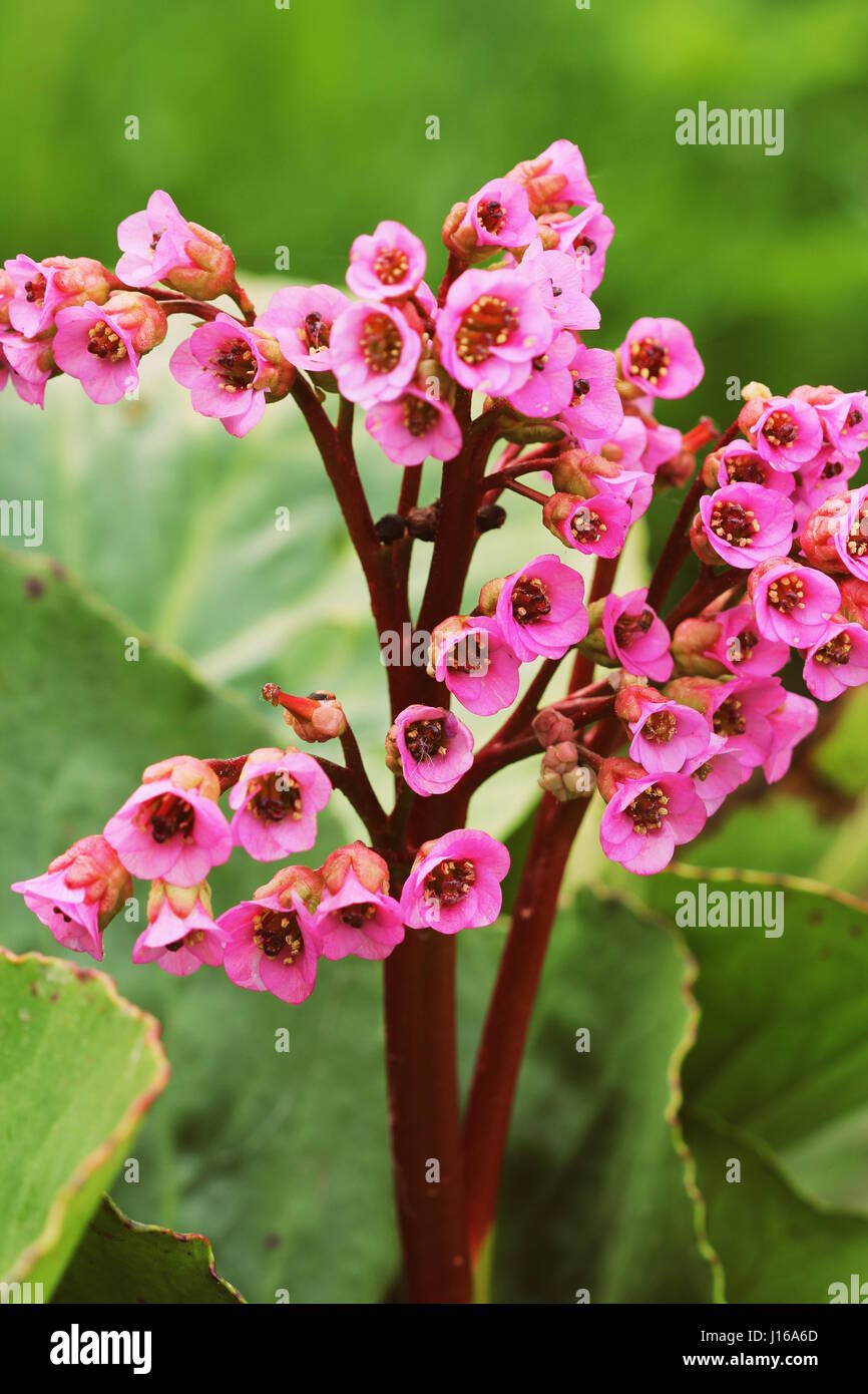Bellissimi fiori di primavera Bergenia crassifolia in fiore nel giardino Foto Stock