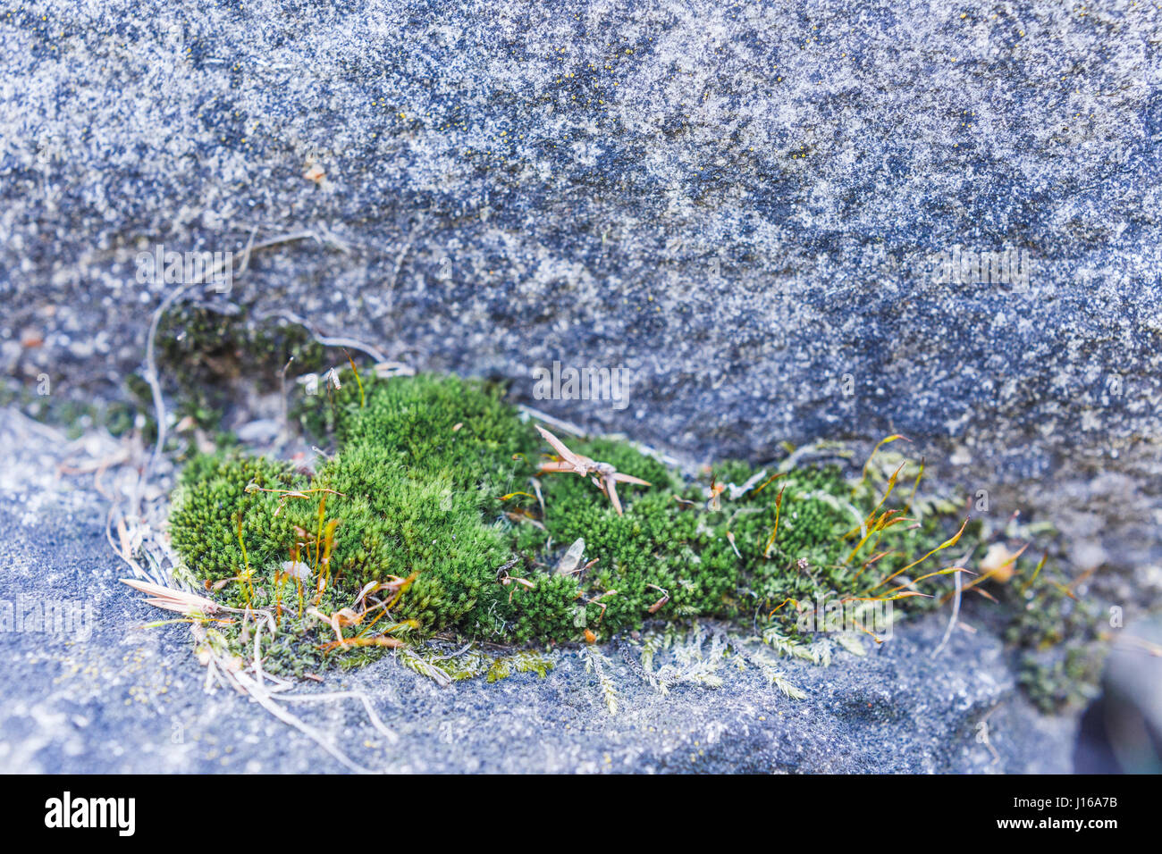 Verde muschio sulla roccia, antica pietra nella foresta Foto Stock