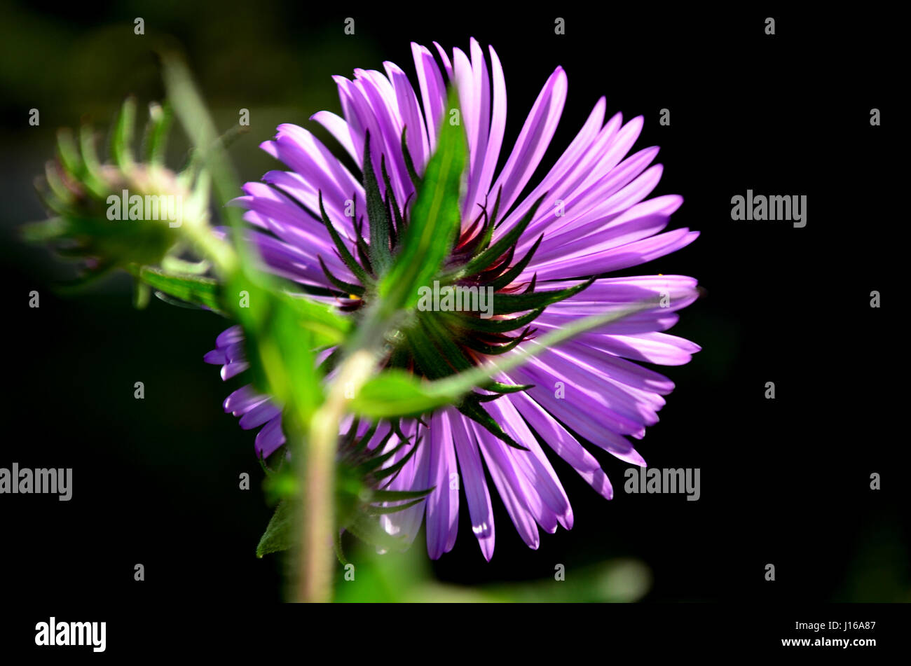 In autunno gli astri in fiore. Foto Stock