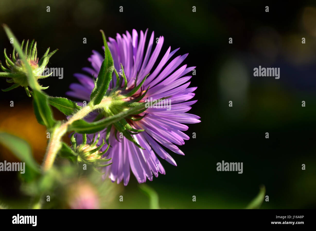 In autunno gli astri in fiore. Foto Stock