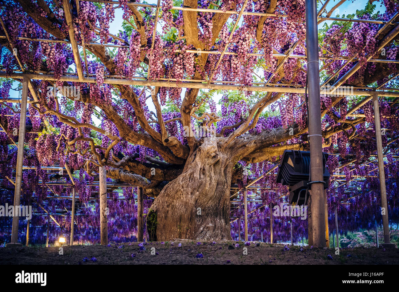 Come una versione reale dell'albero della vita dal film Avatar questo  144-anno antico glicine in piena fioritura è uno spettacolo per gli occhi.  Appeso a 15 piedi da terra e che coprono