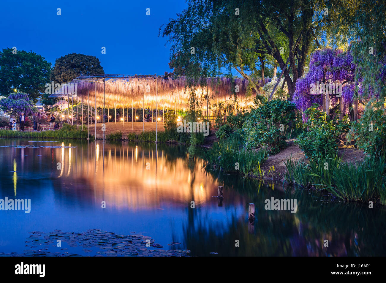 Come una versione reale dell'albero della vita dal film Avatar questo 144-anno antico glicine in piena fioritura è uno spettacolo per gli occhi. Appeso a 15 piedi da terra e che coprono fino a un incredibile 2.000 square cantieri di questa arrampicata wisteria è stato abilmente sospeso con una intelaiatura metallica per creare un impressionante tettoia del fiore viola ogni mese di aprile. La londinese designer Peter Lourenco (40) ha preso le immagini incredibili mentre visitano Ashikaga parco floreale in Giappone. Foto Stock