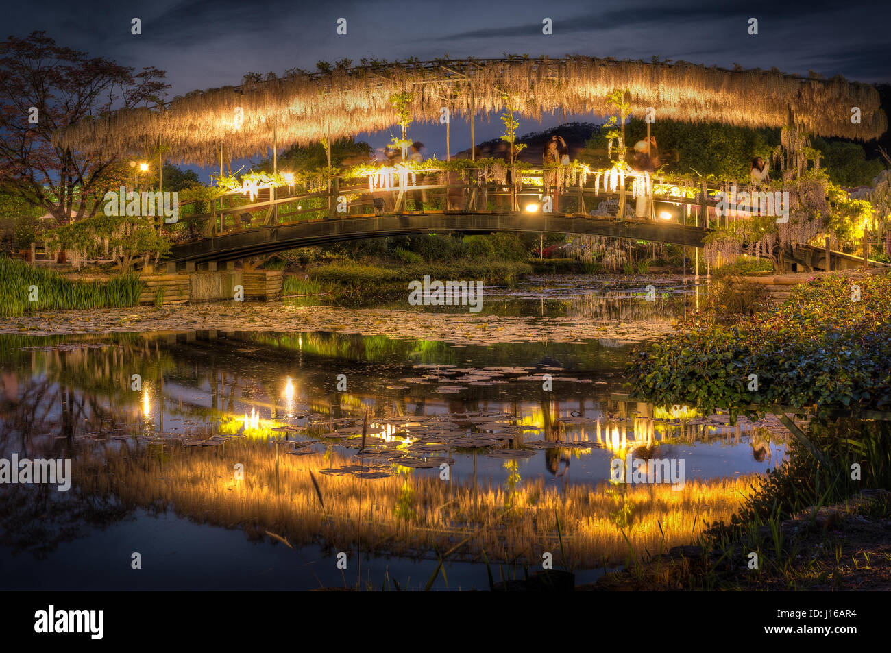 Come una versione reale dell'albero della vita dal film Avatar questo 144-anno antico glicine in piena fioritura è uno spettacolo per gli occhi. Appeso a 15 piedi da terra e che coprono fino a un incredibile 2.000 square cantieri di questa arrampicata wisteria è stato abilmente sospeso con una intelaiatura metallica per creare un impressionante tettoia del fiore viola ogni mese di aprile. La londinese designer Peter Lourenco (40) ha preso le immagini incredibili mentre visitano Ashikaga parco floreale in Giappone. Foto Stock