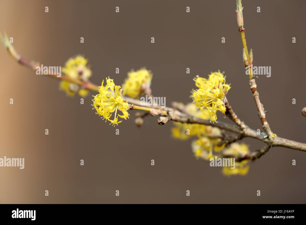 Cornus mas Kornelkirsche Foto Stock