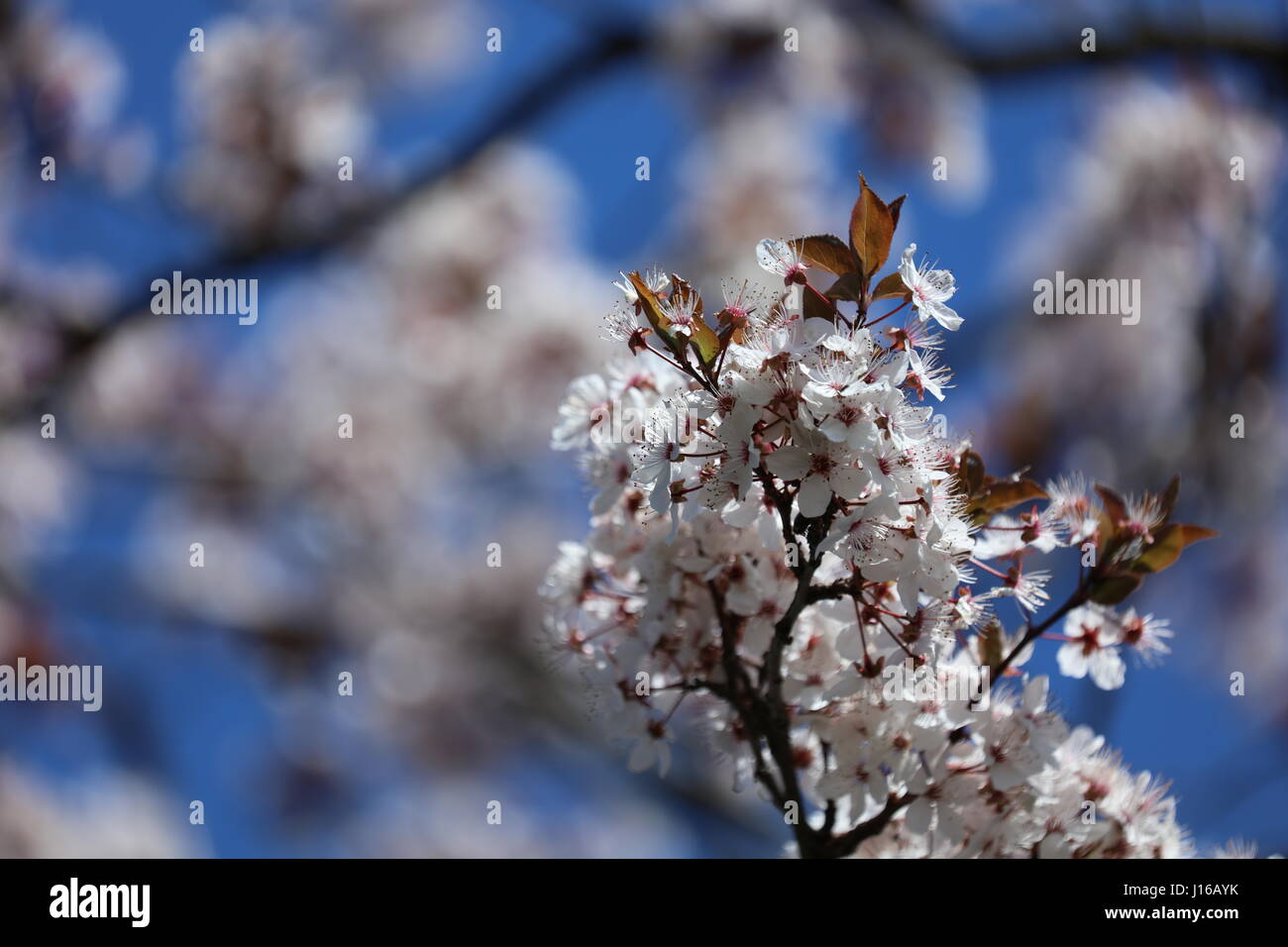 Blutpflaume Prunus cerasifera Nigra Foto Stock
