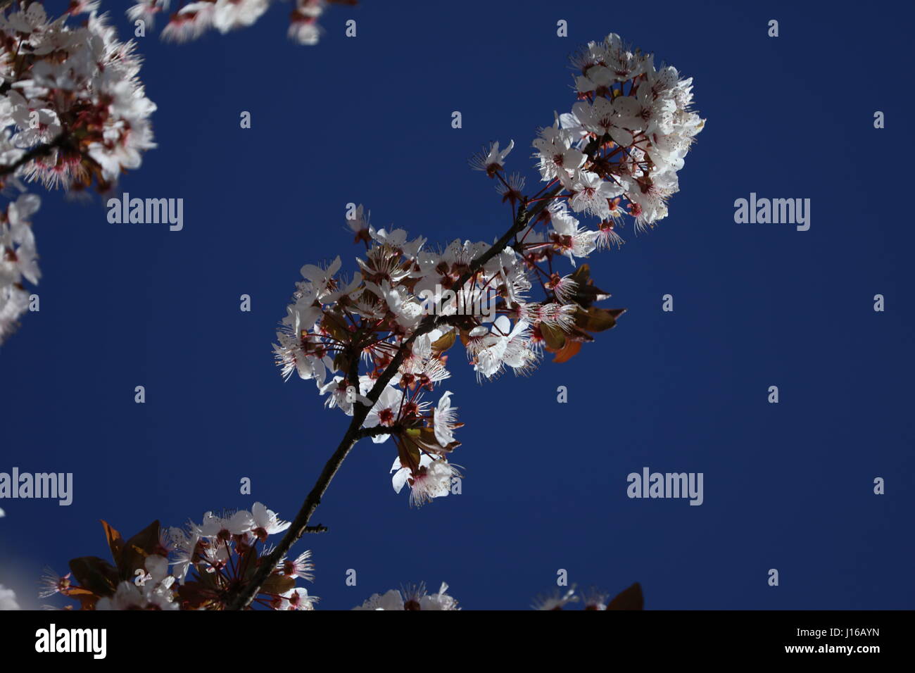 Blutpflaume Prunus cerasifera Nigra Foto Stock