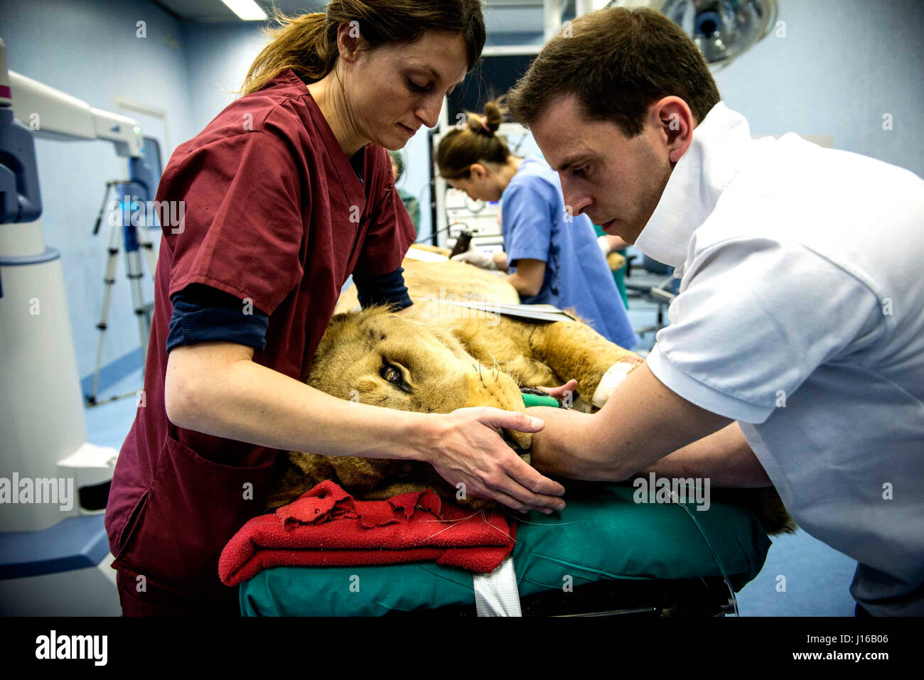 Un robot è diventato il primo al mondo a eseguire l'intervento chirurgico su un Lion. Quando otto anni di vecchio leone Leonardo è andato sotto il coltello per rimuovere un tumore surrenale, pochi avrebbero potuto immaginare che egli sarebbe stato a piedi attorno a come i normali in appena tre ore. Il team medico, guidati dal capo dell'anestesia unità operativa a Lodi ospedale veterinario, Giuliano Ravasio, utilizzato un Telelap ALF-X robot chirurgico per eseguire la chirurgia pionieristico. Foto Stock