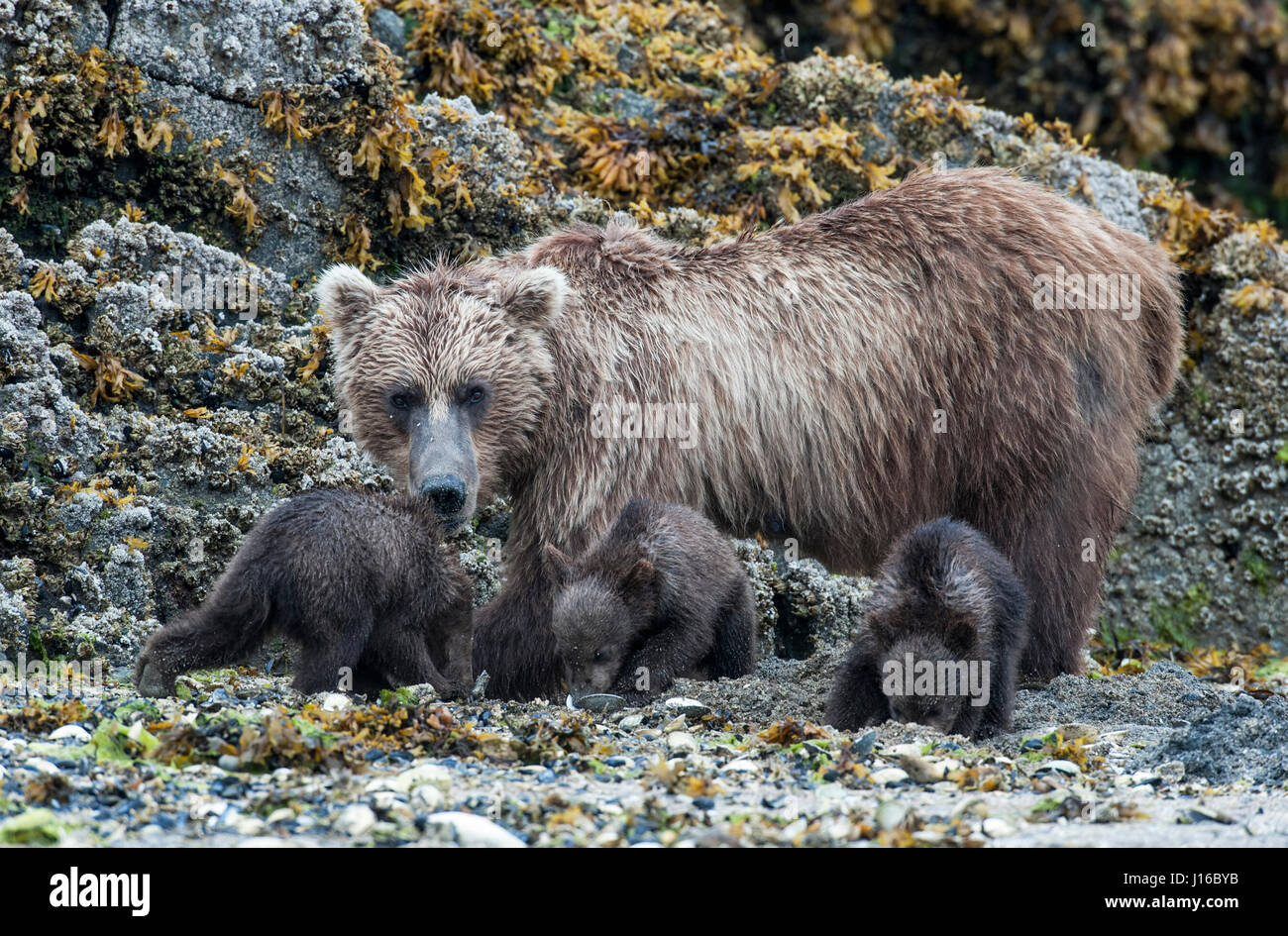 KATMAI NATIONAL PARK, Alaska: un orso momma insegna i suoi tre cuccioli di foraggio per clamsr. Anche il più affollato di mamme dovrebbero rivolgere un pensiero per il moma orso grizzly che ha tre selvaggiamente energico cubs a cura di. Di salire sulla cima di mamma a rimbalzo circa come una coppia di Jack conigli a soli sei mesi di età questi piccoli naughty bear cubs sono un elevato mantenimento del fascio di gioia. Le immagini mostrano come momma recare eventualmente riesce a portare la disciplina di almeno due membri della sua piccola famiglia come essi truppa sebbene selvaggio di Katmai, Alaska in cerca di cibo e riparo. Florida fotografia su Foto Stock KATMAI NATIONAL PARK, Alaska: un orso momma insegna i suoi tre cuccioli di foraggio per clamsr. Anche il più affollato di mamme dovrebbero rivolgere un pensiero per il moma orso grizzly che ha tre selvaggiamente energico cubs a cura di. Di salire sulla cima di mamma a rimbalzo circa come una coppia di Jack conigli a soli sei mesi di età questi piccoli naughty bear cubs sono un elevato mantenimento del fascio di gioia. Le immagini mostrano come momma recare eventualmente riesce a portare la disciplina di almeno due membri della sua piccola famiglia come essi truppa sebbene selvaggio di Katmai, Alaska in cerca di cibo e riparo. Florida fotografia su Foto Stock