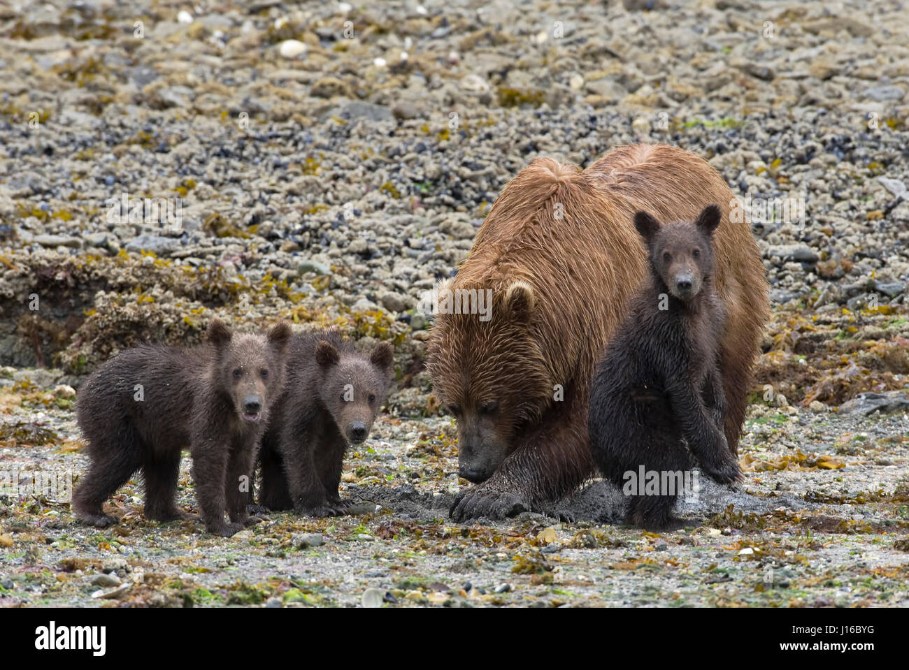 KATMAI NATIONAL PARK, Alaska: una mamma Orso e i suoi tre cuccioli giocare insieme. Anche il più affollato di mamme dovrebbero rivolgere un pensiero per il moma orso grizzly che ha tre selvaggiamente energico cubs a cura di. Di salire sulla cima di mamma a rimbalzo circa come una coppia di Jack conigli a soli sei mesi di età questi piccoli naughty bear cubs sono un elevato mantenimento del fascio di gioia. Le immagini mostrano come momma recare eventualmente riesce a portare la disciplina di almeno due membri della sua piccola famiglia come essi truppa sebbene selvaggio di Katmai, Alaska in cerca di cibo e riparo. Florida-base Judylynn fotografo Foto Stock KATMAI NATIONAL PARK, Alaska: una mamma Orso e i suoi tre cuccioli giocare insieme. Anche il più affollato di mamme dovrebbero rivolgere un pensiero per il moma orso grizzly che ha tre selvaggiamente energico cubs a cura di. Di salire sulla cima di mamma a rimbalzo circa come una coppia di Jack conigli a soli sei mesi di età questi piccoli naughty bear cubs sono un elevato mantenimento del fascio di gioia. Le immagini mostrano come momma recare eventualmente riesce a portare la disciplina di almeno due membri della sua piccola famiglia come essi truppa sebbene selvaggio di Katmai, Alaska in cerca di cibo e riparo. Florida-base Judylynn fotografo Foto Stock