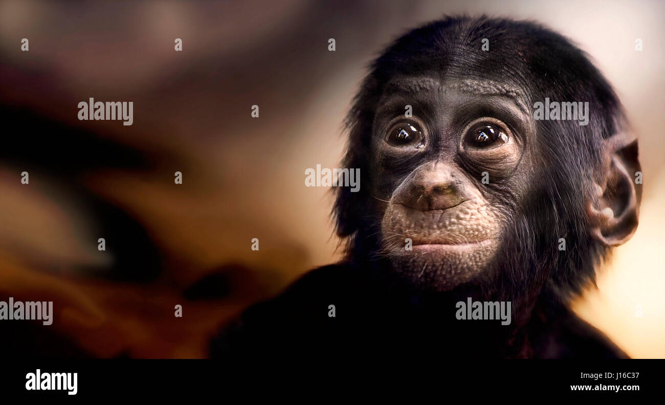 Pictures of monkeys immagini e fotografie stock ad alta risoluzione - Alamy