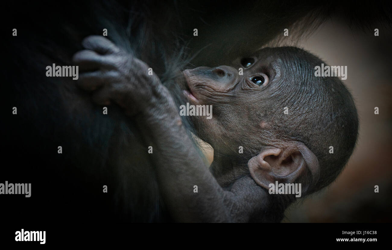 Lo zoo di Francoforte, Germania: Un bald bonobo infermieri sulla sua madre. Cuore di scatti di fusione di baby primati potrebbe essere il più bello potrete vedere quest'anno. Da un raro e adorabile bald bonobo nursing sulla sua mamma per un gorilla peloso baby solo felici di giocare in un mucchio di paglia questi pint-sized scimmie saranno un giorno potenti Creature - ma per il momento essi sono piccoli pacchetti di gioia. Altre foto includono un orango baby solo felici di essere vivi, bonobos carino e un giovane chimp stretching come se in un yoga posa. Neonato-ossessionato dal fotografo e gestore di animale Sonja Probst (46) dalla Baviera ha preso un 3.600 miglio whirl Foto Stock