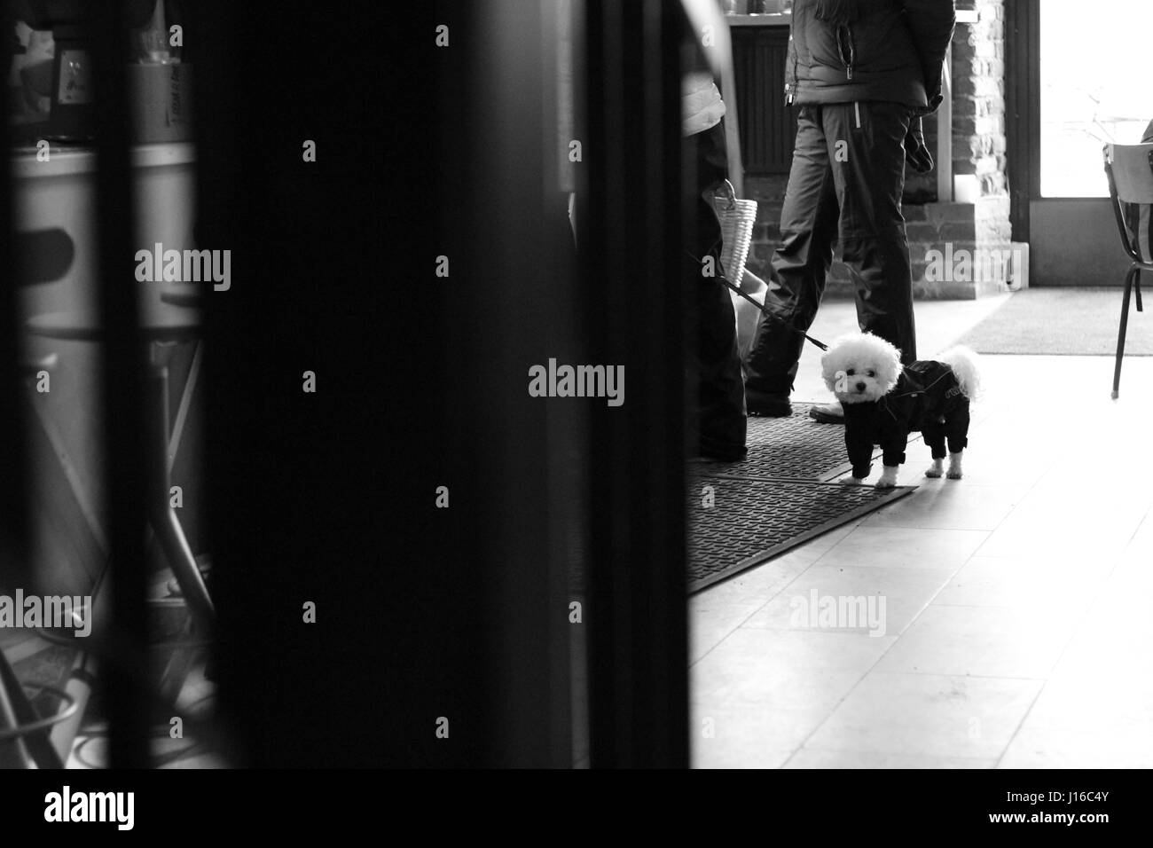 Doggie presso un negozio di caffè Foto Stock