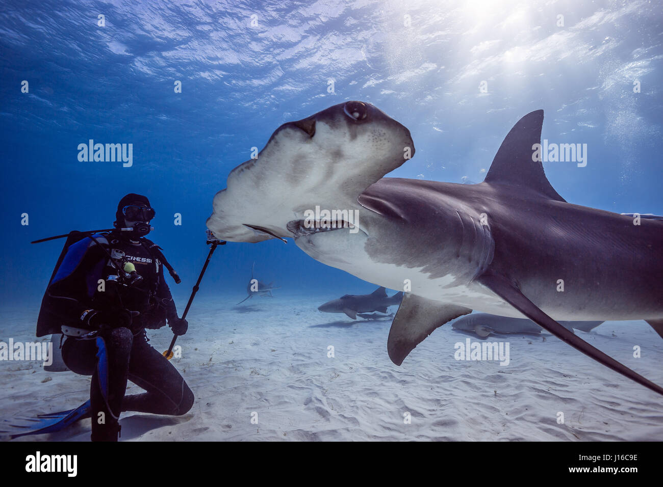 Le Bahamas, CARRIBEAN MARE: uno squalo scrum di coraggiosi deep sea fotografi tutti in lizza per il tiro perfetto di questi potenzialmente letali predatori è stata catturata da un amministratore delegato della società. Classifica come alcune delle più temute bestie di mare, queste immagini mostrano Tiger, limone, Caribbean Reef, grande Hammerhead, Bull e squalo nutrice tutti felicemente a nuotare intorno e che si impegna con il gruppo di intrepidi subacquei. In particolare, un grande Hammerhead può essere visto in posa a fianco a fianco con un subacqueo, mentre altri squali sono totalmente a vostro agio prendendo esca da parte di un subacqueo in immersione e provenienti in stretta per indagare l'attrezzatura della telecamera Foto Stock