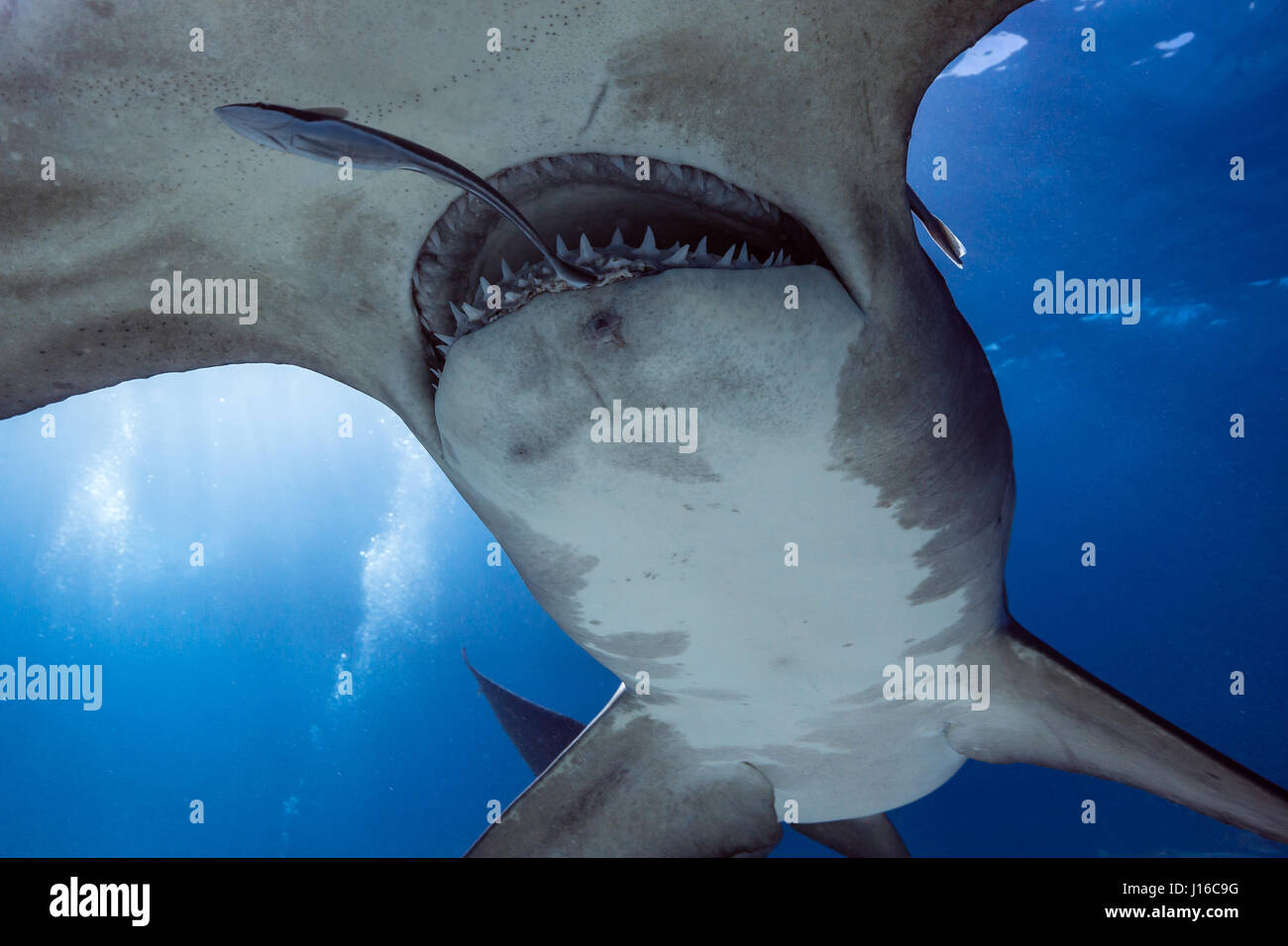 Le Bahamas, CARRIBEAN MARE: uno squalo scrum di coraggiosi deep sea fotografi tutti in lizza per il tiro perfetto di questi potenzialmente letali predatori è stata catturata da un amministratore delegato della società. Classifica come alcune delle più temute bestie di mare, queste immagini mostrano Tiger, limone, Caribbean Reef, grande Hammerhead, Bull e squalo nutrice tutti felicemente a nuotare intorno e che si impegna con il gruppo di intrepidi subacquei. In particolare, un grande Hammerhead può essere visto in posa a fianco a fianco con un subacqueo, mentre altri squali sono totalmente a vostro agio prendendo esca da parte di un subacqueo in immersione e provenienti in stretta per indagare l'attrezzatura della telecamera Foto Stock