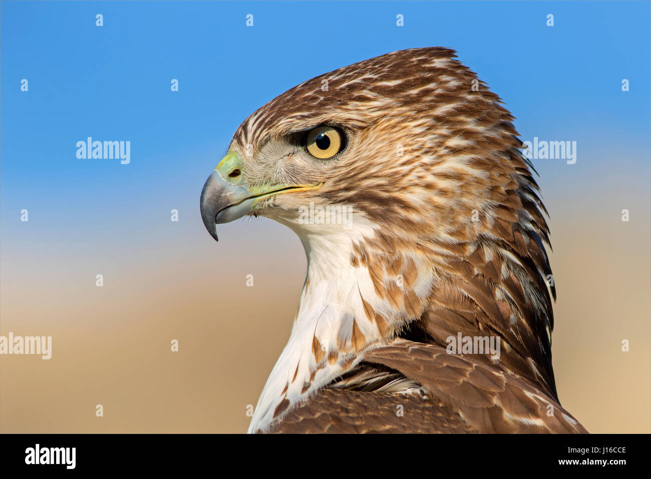 BOSTON, STATI UNITI D'AMERICA: di fronte-OFF a solo quindici piedi di distanza questa immagine mostra il momento in cui un coraggioso scoiattolo città cerca di vedere un rosso-tailed hawk. Questo incredibile fotografia in ambiente urbano acquisisce il contatto visivo tra un predatore selvatico e la sua preda in un incredibile atto di coraggio dal scoiattolo. Fotografo amatoriale Hisham Atallah, ha preso l'occhio-popping foto mentre esplorando il Back Bay Fens parco urbano in Boston Massachusetts. Egli ha combinato la sua passione per la fauna selvatica e la fotografia a scatto questo momento, che è durato solo per un secondo prima di scoiattolo sapientemente trasformato la coda e sono scappati. Foto Stock