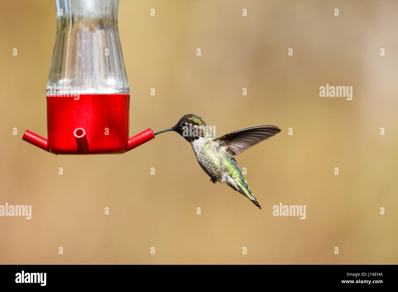 Battenti di Anna hummingbird a Vancouver BC Canada, Foto Stock