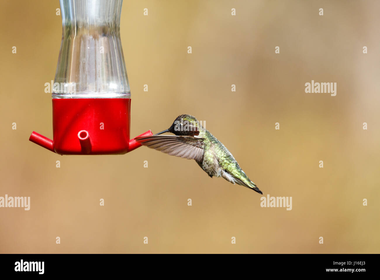 Battenti di Anna hummingbird a Vancouver BC Canada, Foto Stock