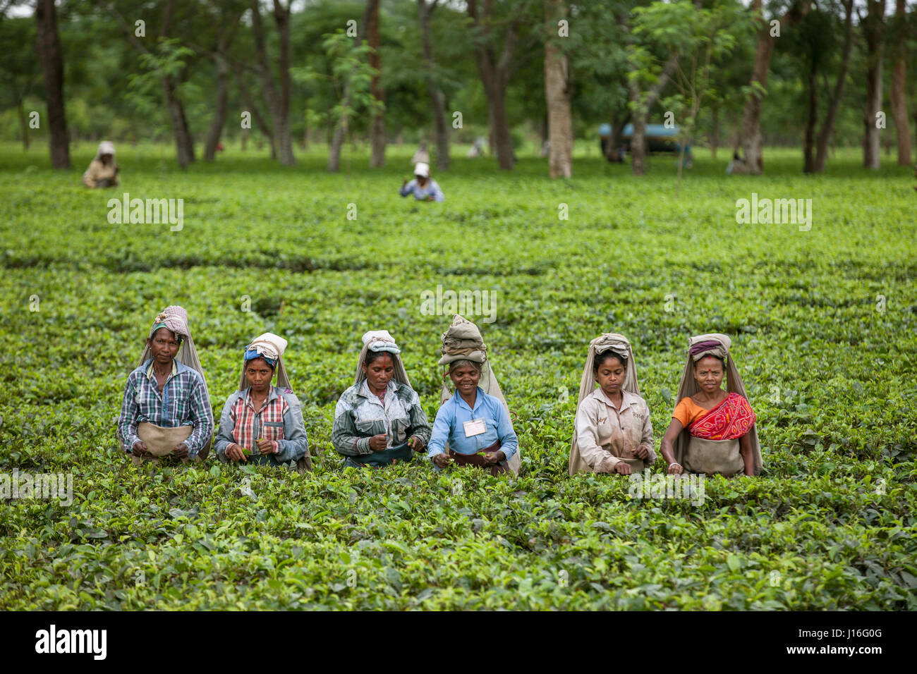Lavoratrici al Tea Garden di Dibrugarh Foto Stock
