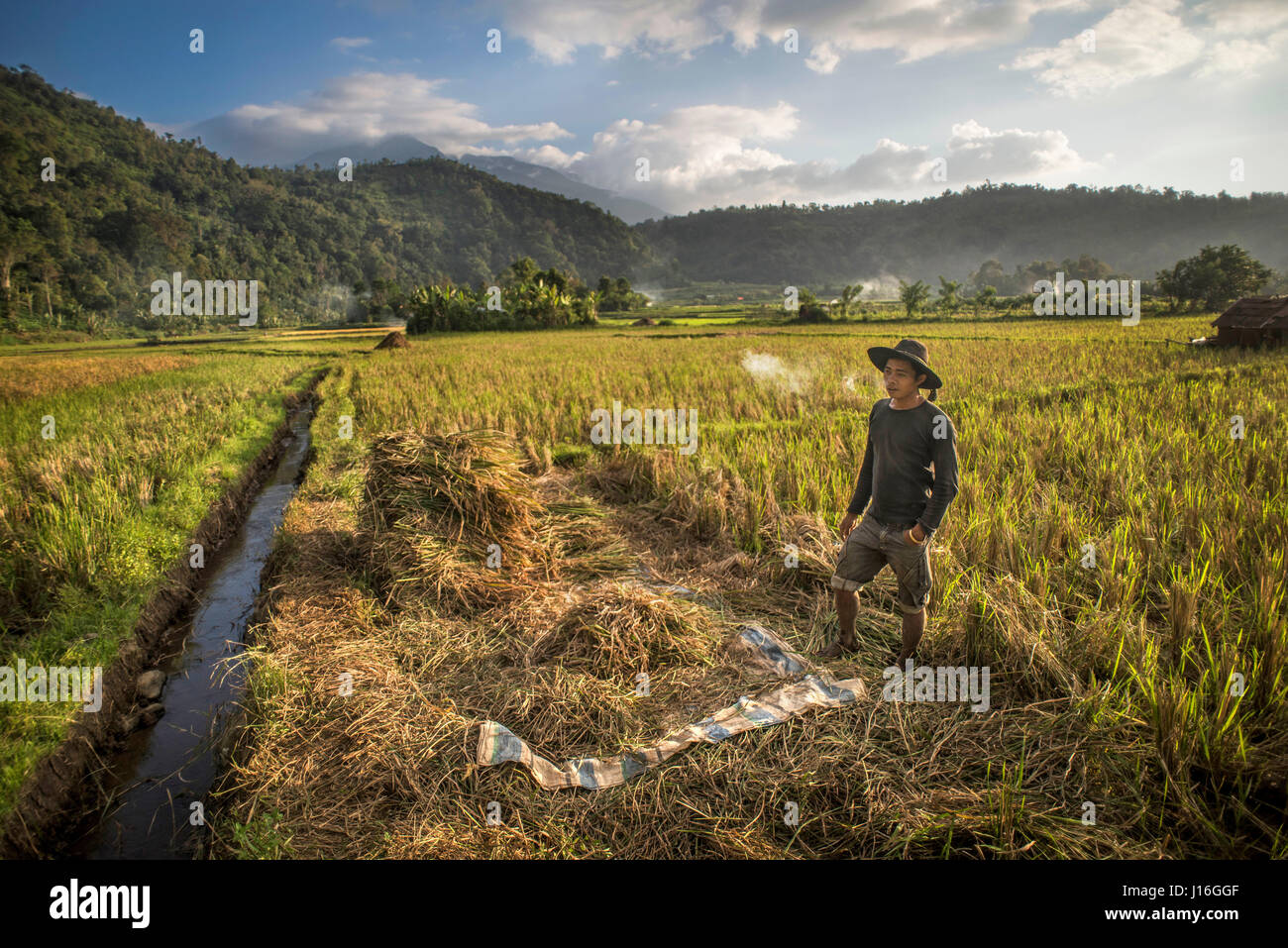 Operaio della Rice Field a West Sumatra, Indonesia Foto Stock