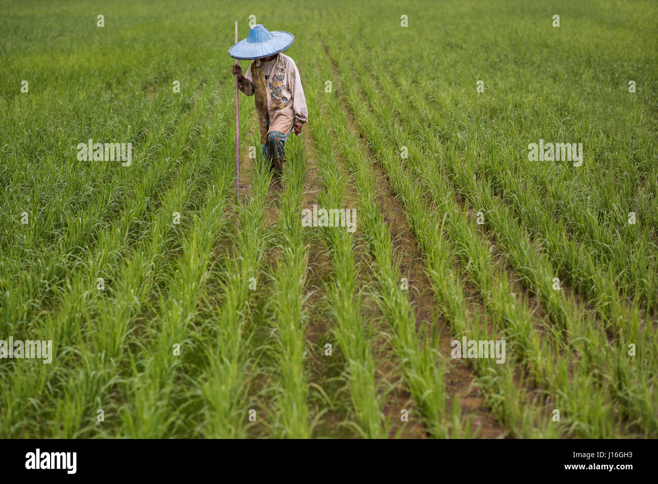 Lavoratrice di riso nella Harau Valley, Sumatra, Indonesia Foto Stock