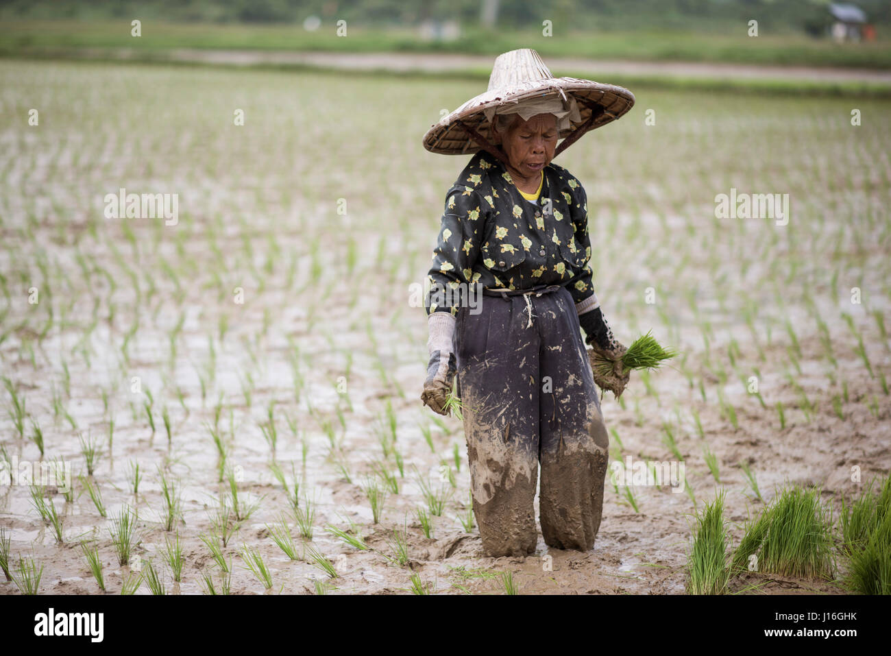 Una donna che lavora in Un campo di riso nella Harau Valley, Sumatra, Indonesia Foto Stock
