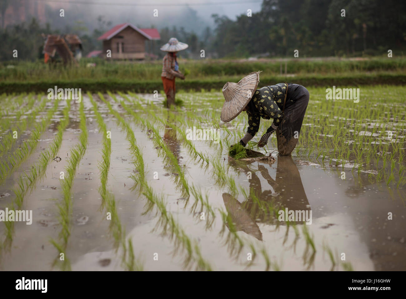 Lavoratrici che lavorano in Un campo di riso nella Harau Valley, Sumatra, Indonesia Foto Stock