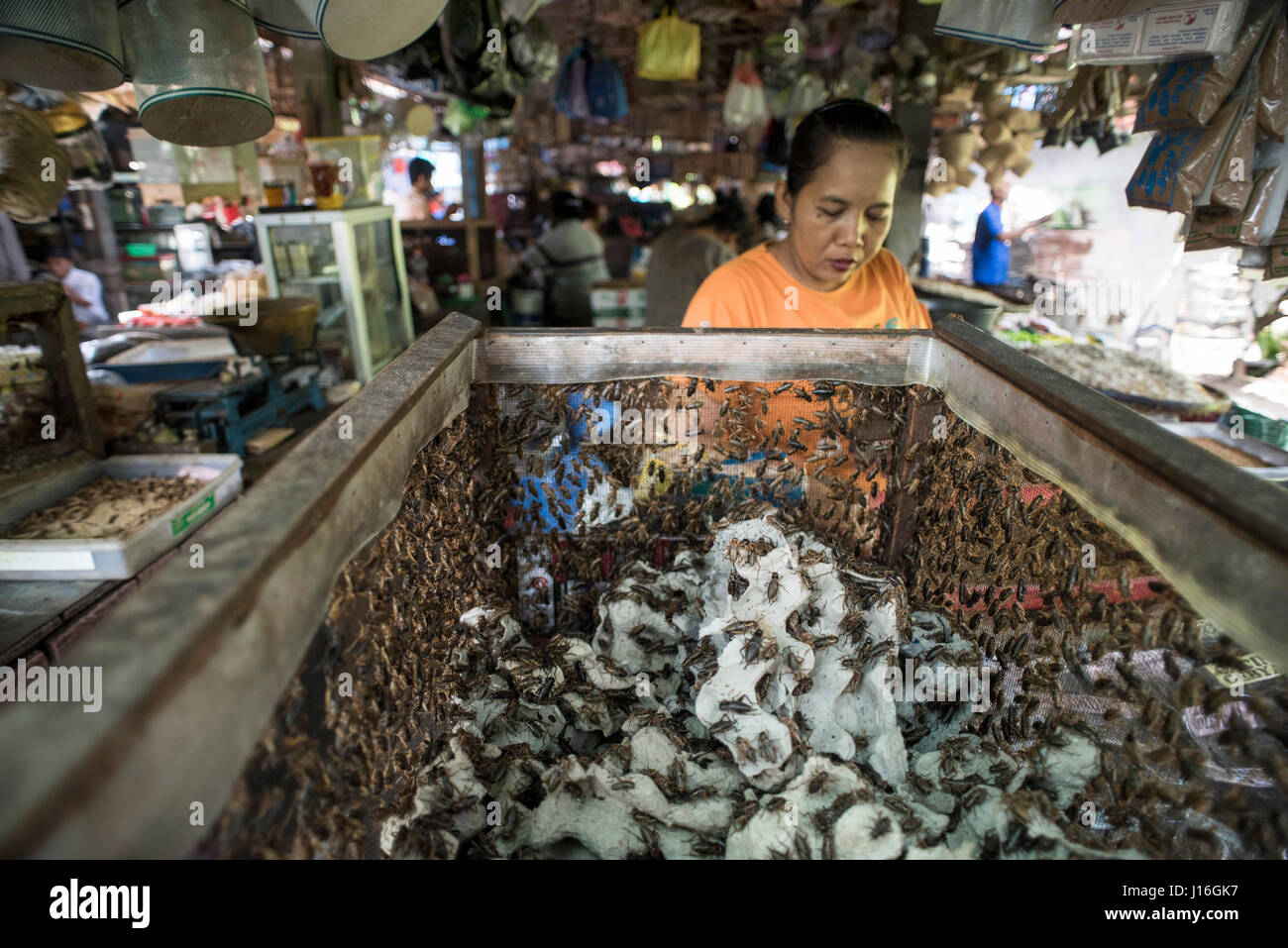 Fornitore di insetto al mercato degli animali a Yogyakarta, Java, Indonesia Foto Stock