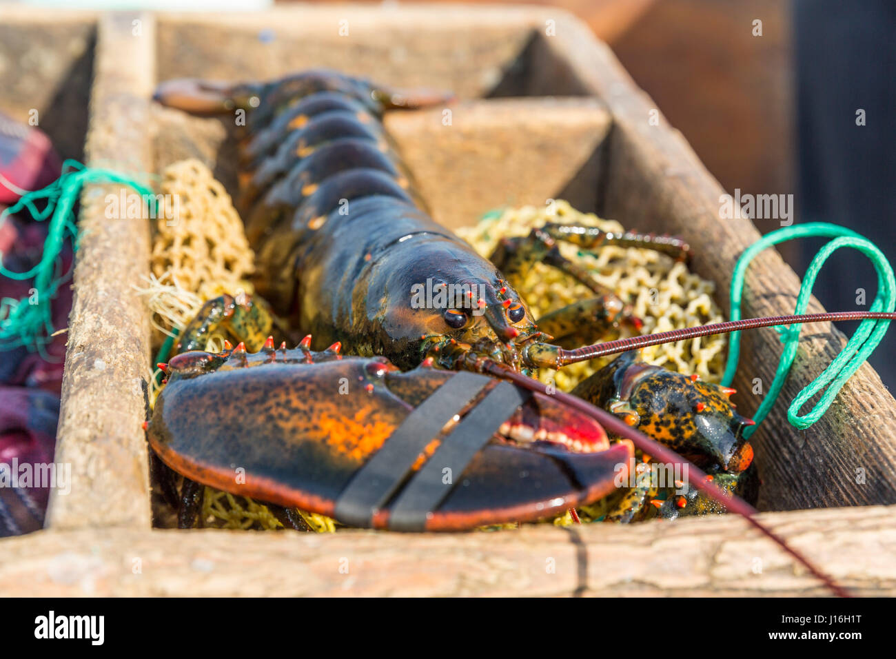 Un recentemente catturati Aragosta su un sacco di esca all'Amicizia Lobster Co-op in amicizia, Maine Foto Stock