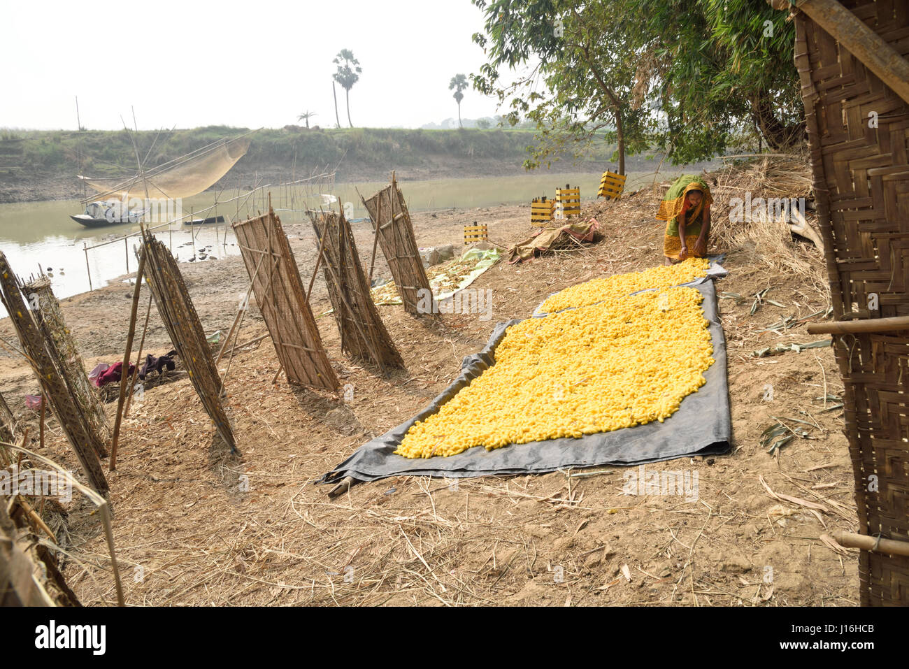 Bozzoli di bachi da seta in circolare tradizionale telaio di bambù per la produzione di seta in un territorio rurale villaggio indiano. Murshidabad, West-Bengal, India Foto Stock