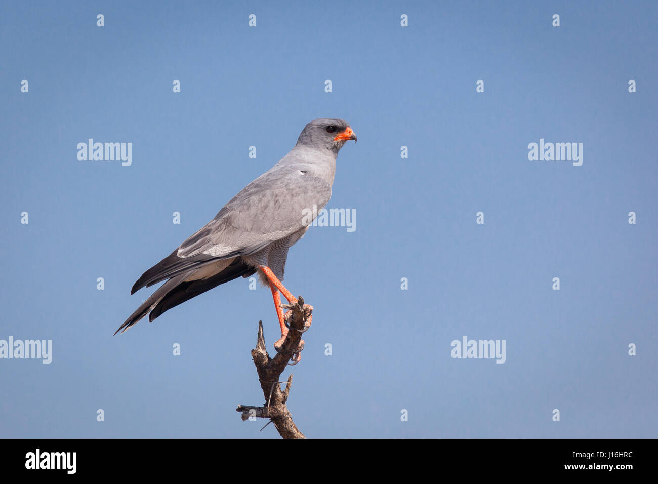 Il salmodiare pallido astore in una struttura ad albero in Etosha Namibia, Africa Foto Stock