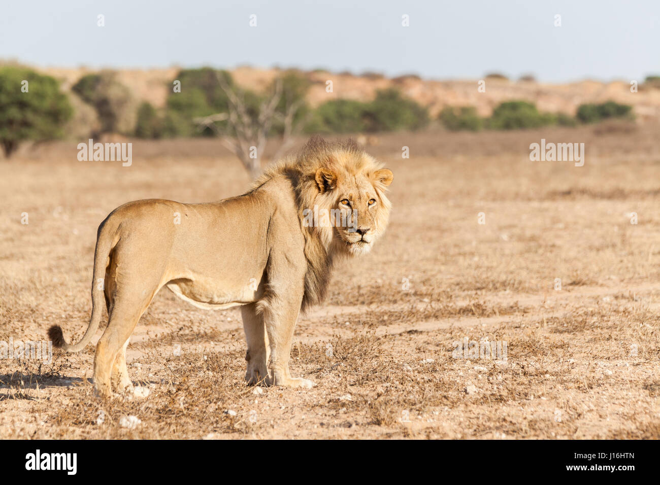 Maschio di leone, nella luce del mattino nel Kalahari in Botswana Foto Stock