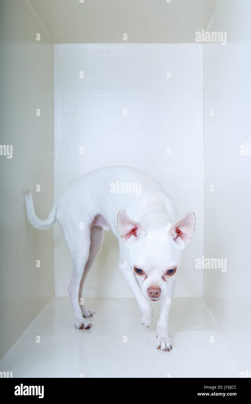 Un Chihuahua bianco su uno sfondo bianco. Foto Stock
