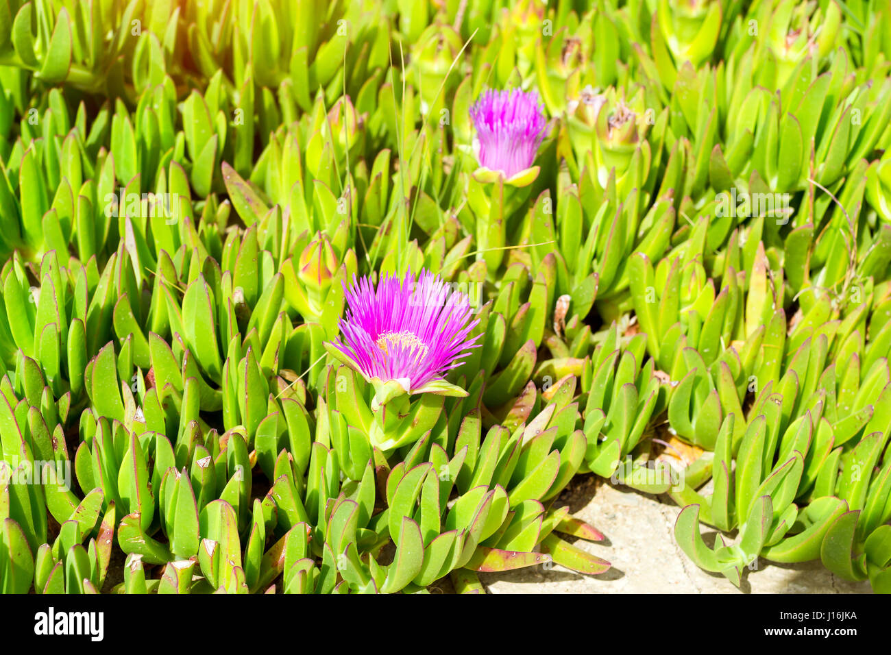Verde Tropical pianta alpina con luminosi fiori viola che cresce su una roccia nel villaggio resort Bali, Creta, Grecia, Spiaggia Evita Foto Stock