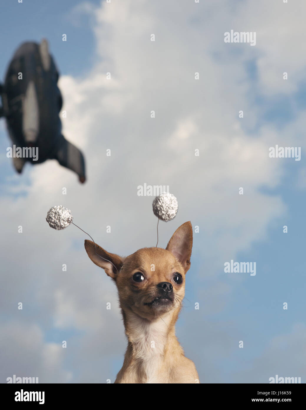 Un marrone Chihuahua in miniatura con antenne di metallo di fronte una corsa carnvial razzo. Foto Stock