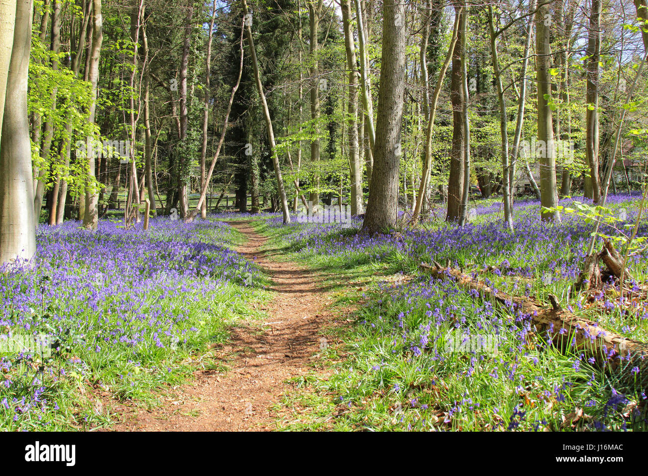 Bluebell boschi a Crowthorne, Berkshire REGNO UNITO Foto Stock